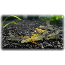 Krewetka Neocaridina cf heteropoda var Orange