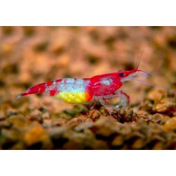 Krewetka Neocaridina heteropoda Red Rili