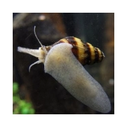 Anatome helena - ślimak helenka