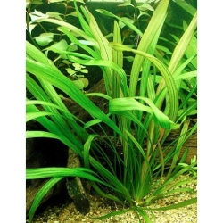 Rataj Echinodorus Veronikae - roślina akwariowa