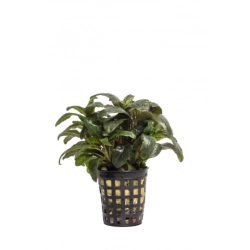 Rataj Staurogyne sp.'BIHAR' - roślina akwariowa