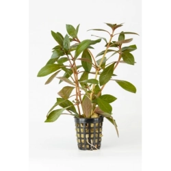 Rataj Ludwigia repens Super Red - roślina akwariowa