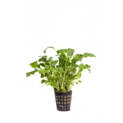 Rataj Neobeckia aquatica - roślina akwariowa