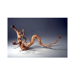 KORZEŃ Red Root Moor