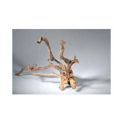 KORZEŃ Red Root Moor