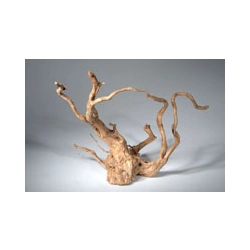 KORZEŃ Red Root Moor