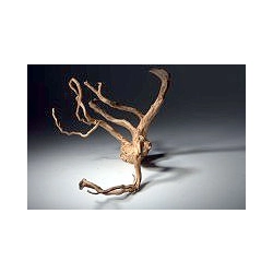 KORZEŃ Red Root Moor