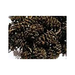 Filtus Szyszki olchy czarnej