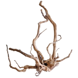 MHK Korzeń Japoński L 40-50cm