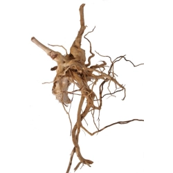 MHK Korzeń Japoński M 30-40cm