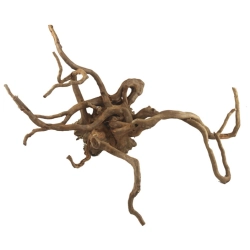 MHK Korzeń Japoński S 20-30cm