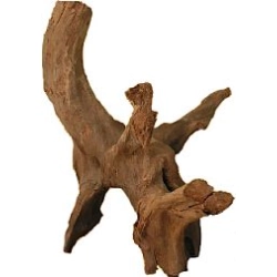 MHK Korzeń Mangrowca L