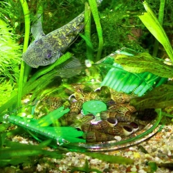 JBL LimCollect II - pułapka na ślimaki