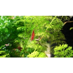 Krewetka Red Cherry, Fire Red Neocaridina heteropoda 1-2cm