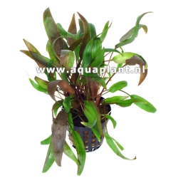 Cryptocoryne wendtii brown - roślina akwariowa