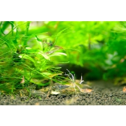 Krewetka karłowata Neocaridina Davidi
