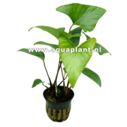 Anubias gracilis - roślina akwariowa