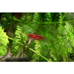 Krewetka Red Cherry, Fire Red Neocaridina heteropoda 1-2cm