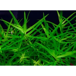 Heteranthera zosterifolia - roślina akwariowa