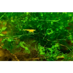 Krewetka Yellow Fire - żółta krewetka karłowata