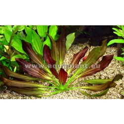 Echinodorus Barthii - roślina akwariowa