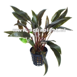 Cryptocoryne species red - roślina akwariowa