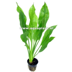 Echinodorus Amazonicus - roślina akwariowa