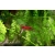 Krewetka Red Cherry, Fire Red Neocaridina heteropoda 1-2cm
