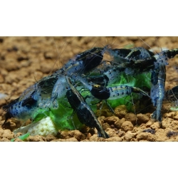 Krewetka Neocaridina heteropoda Carbon Rili, Black Rili