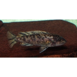 Labeotropheus trawavasae manda - pyszczak z malawi 4-5cm