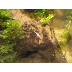 Krewetka Neocaridina palmata "White Pearl"