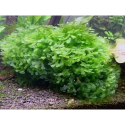 Süßwassertang / Subwassertang, Lomariopsis lineata, Prothallium von Lomariopsis (lineata) - wątrobowiec, roślina akwariowa