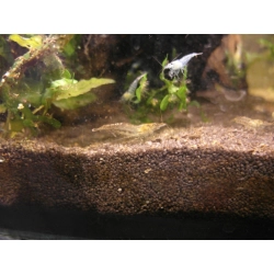 Krewetka Neocaridina davidi Brown