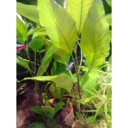 Hygrophila corymbosa siamensis - roślina akwariowa