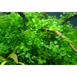 Süßwassertang / Subwassertang, Lomariopsis lineata, Prothallium von Lomariopsis (lineata) - wątrobowiec, roślina akwariowa