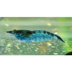 Krewetka Neocaridina heteropoda Carbon Rili, Black Rili