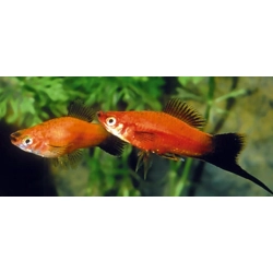 Mieczyki Xiphophorus hellerii czerwone, czarne, zielone 2-4cm