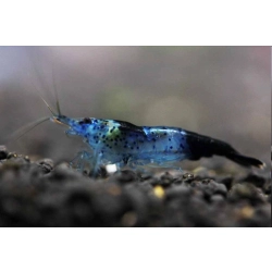 Krewetka Neocaridina heteropoda Carbon Rili, Black Rili
