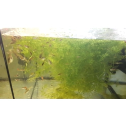 Gupiki Endlera Japan Style  2-4cm samce i samice