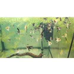 Skalary Koi młode 4-5cm różne odmiany