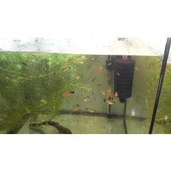 Mieczyki samce i samice 2-4cm różne kolory, zielone, czerwone, czarne