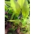 Hygrophila corymbosa siamensis - roślina akwariowa